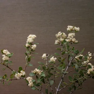 Ceanothus crassifolius