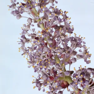 Ceanothus leucodermis