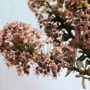 Ceanothus ramulosus var. fascicularis