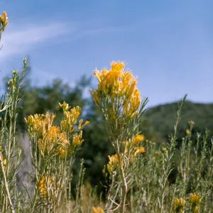 Chrysothamnus nauseosus ssp. mohavensis