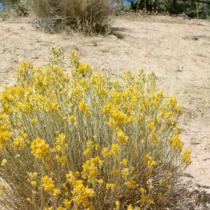 Chrysothamnus nauseosus ssp. mohavensis