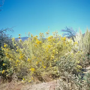 Chrysothamnus nauseosus ssp. mohavensis