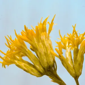 Chrysothamnus nauseosus ssp. mohavensis