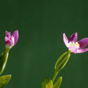 Centaurium davyi 