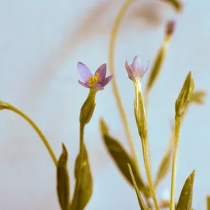 Centaurium exaltatum