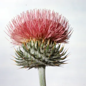 Cirsium californicum 