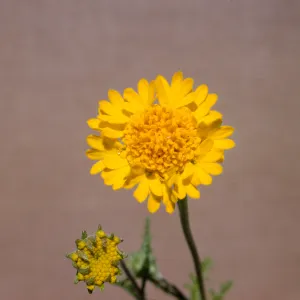 Chaenactis glabriuscula var. curta 