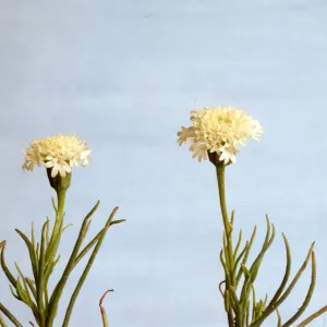 Chaenactis fremontii 