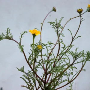 Chaenactis glabriuscula var. curta 