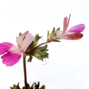 Collinsia bartsiifolia