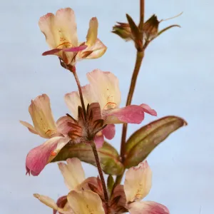 Collinsia heterophylla