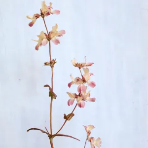 Collinsia heterophylla