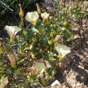 Convolvulus cyclostegius