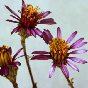 Corethrogyne filaginifolia var. brevicula