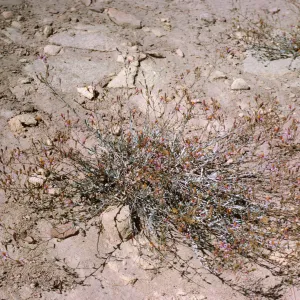 Corethrogyne filaginifolia var. brevicula