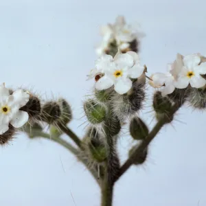 Cryptantha muricata