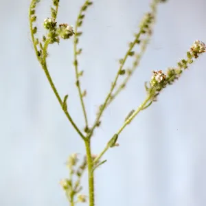 Cryptantha muricata, small flowers
