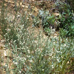 Cryptantha muricata