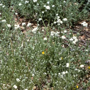 Cryptantha muricata, Cryptantha nemaclada, Cryptantha intermedia 'rigida'
