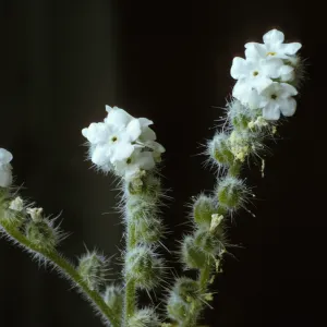 Cryptantha muricata