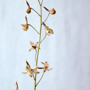 Delphinium inopinum 