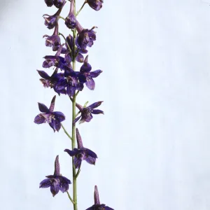 Delphinium