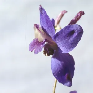 Delphinium patens
