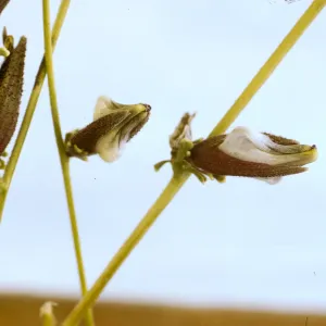 Cordylanthus nevinii 