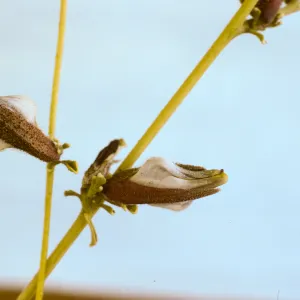 Cordylanthus nevinii 