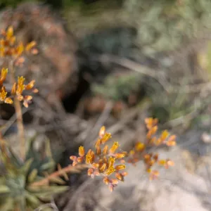 Dudleya (liveforevers)