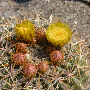 Echinocactus viridescens