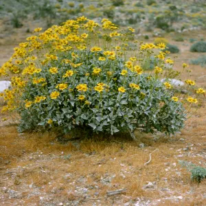 Encelia farinosa, Coloradoe Desert, Arizona