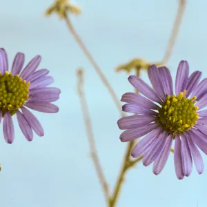 Erigeron foliosus var. stenophyllus