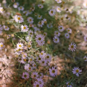 Erigeron foliosus 