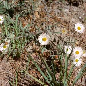 Erigeron