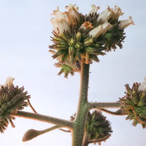 Eriodictyon traskiae