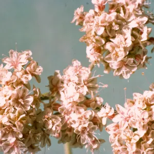 Eriogonum fasciculatum var. foliolosum