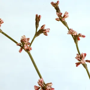 Eriogonum gracile var. cithariforme