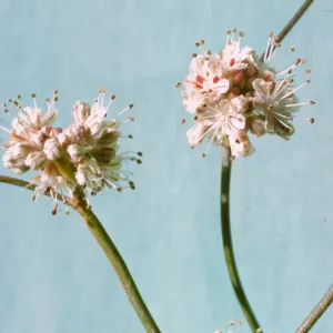 Eriogonum latifolium ssp. saxicola