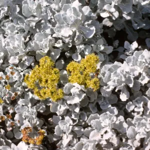 Eriogonum saxatile