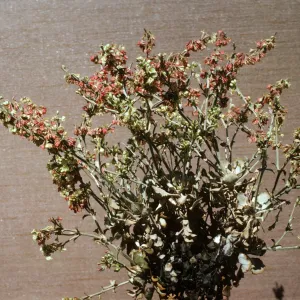 Eriogonum saxatile