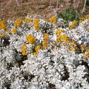 Eriogonum saxatile