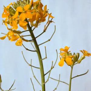 Erysimum capitatum
