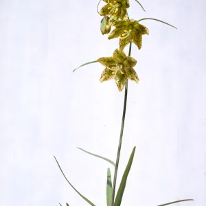 Fritillaria lanceolata