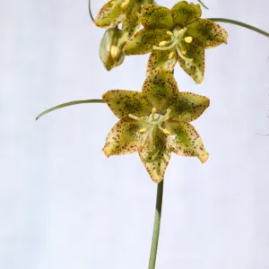Fritillaria lanceolata