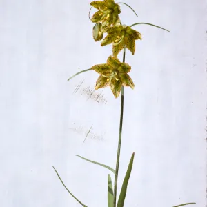 Fritillaria lanceolata
