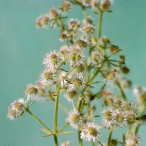 Galium angustifolium var. siccatum