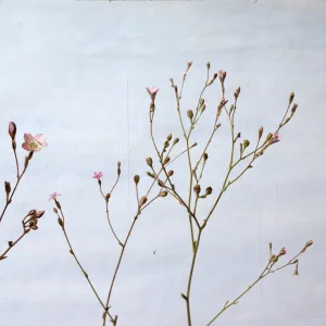 Gilia inflorescences from three Gilia species