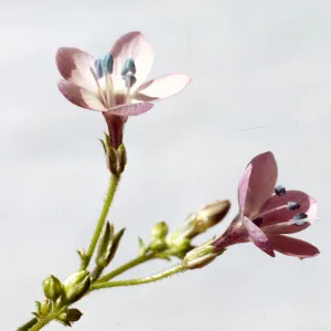 Gilia splendens