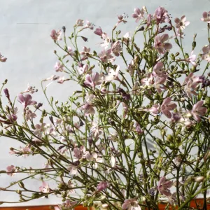 Gilia splendens